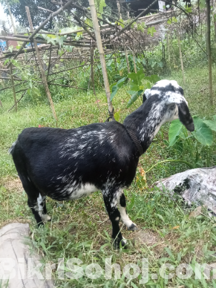 ৩ মাসের প্রেগন্যান্ট পাঠি
